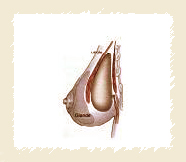 Derrière le muscle pectoral
